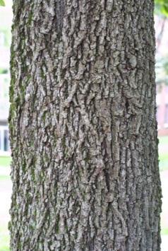Bark: At first smooth and gray, later broken into long, wide plates attached at the middle, curving away from the trunk resulting in a coarsely shaggy appearance.