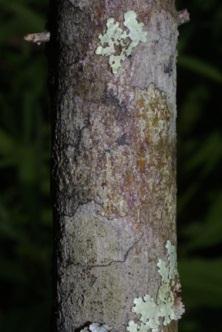 Cornus foemina southern swamp dogwood Species code: CORFOE Family: Cornaceae Leaf: Opposite, simple, ovate to elliptical, entire with arcuate
