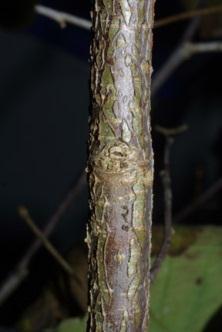 Bark: Red to green with numerous lenticels; later developing larger cracks and splits and turning light brown.