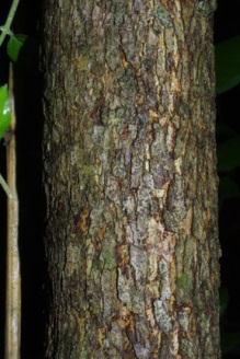 Bark: Smooth and gray when young, becoming split and furrowed later. Form: A shrub or very small tree to 15 feet, rounded in outline.