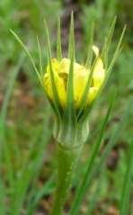 flowers (15-25), yellow,
