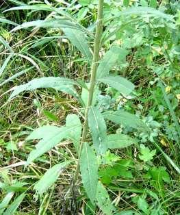 Missouri Ironweed