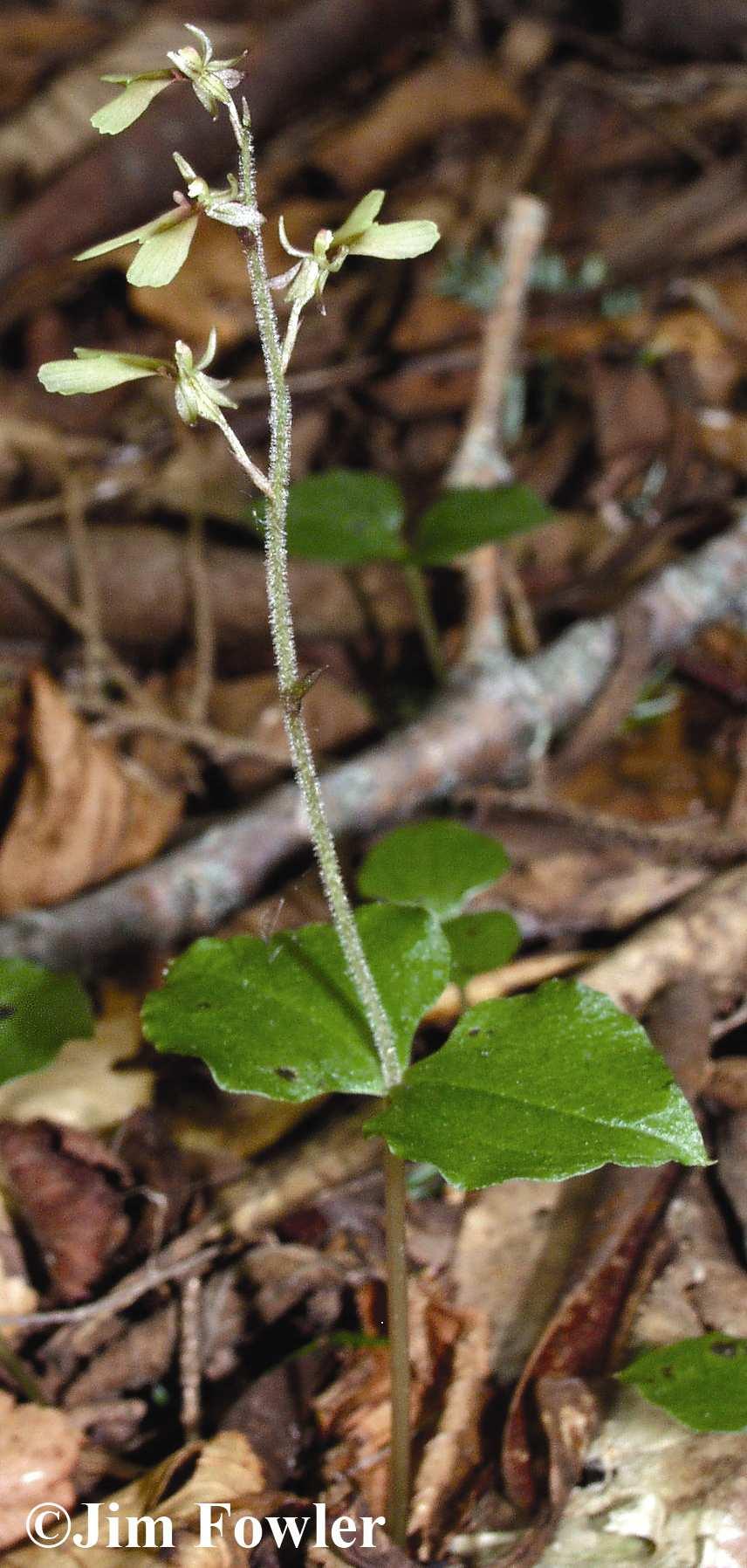 Common Name: APPALACHIAN TWAYBLADE Scientific Name: Listera smallii Wiegand Other Commonly Used Names: kidney-leaf twayblade, Small s