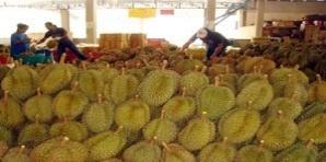 The domesic and expor mareing sysems of durian in Thailand are sar from he durian growers harves durian and sell o he buyer group.
