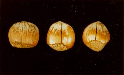 SPLIT SHELLS ON FILBERTS Left: U.S. No. 1 Crack neither open nor conscicuous. Center: Lower Limit U.S. No. 1 -- Crack open but conspicuous portion less than one-fourth of circumference of shell.