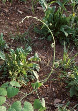 However, they do not produce the tonnage of annual plots (when production of annual cool- and warm-season forages are combined on a per acre basis) and may not produce the forage needed during
