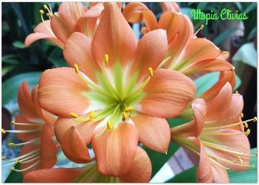MP7 (Pink Princess x Apricot Multi- Petal) (A multi-petal F1 of this cross) Hirao Multi- Petal (To breed multipetals with good green centres) PLEASE NOTE: PLEASE USE THE ORDER FORM ON OUR WEBSITE IF