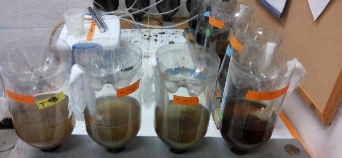 In general, compost source and brewing method affected inhibition of spore germination of B.