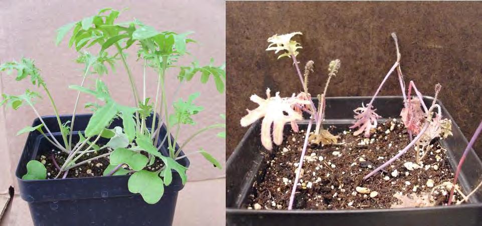Figure 2. Healthy kale plants (left) and infected with Botrytis cinerea (right). Figure 3.