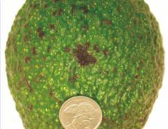 A B C D Figure. Typical bruise area on green fruit after 1 week storage at 5 C ± 1 C.