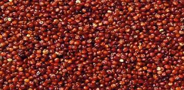 The amaranth or amaranth cereal is a native of Peru, is characterized by having all the amino acids our body requires.