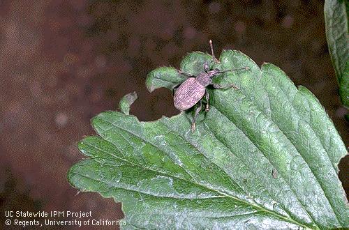 Lilac weevil Strawberry root weevil Pest of