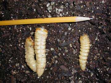 Observations of Other Borers Larvae bore into