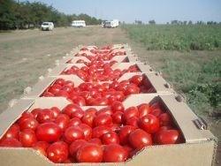 year, Including - 67 000 tons of tomato based products - 22 000