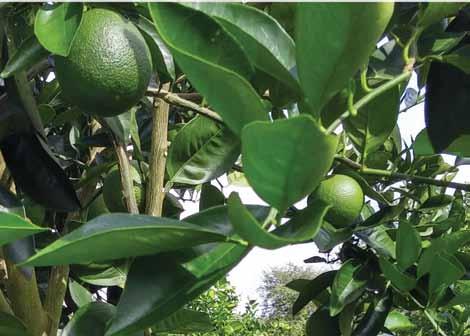 Review of exotic citrus diseases By Megan Dewdney and Ron Brlansky CITRUS LEPROSIS Citrus leprosis is an emerging citrus disease that currently causes important economic losses in many countries in