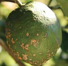 To answer the question, researchers used genetic tools to confirm that sweet orange scab was caused by a different fungal species and was a separate disease.