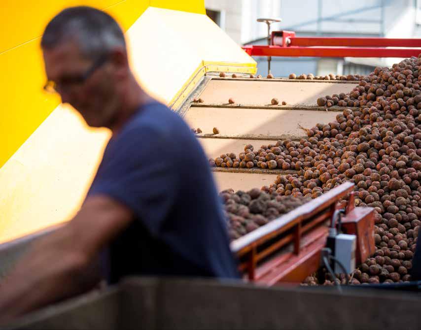 A product that has been around for centuries, is de facto sustainable. In Belgium, so is the potato production. Grown and produced with care The best fries call for the best monitoring.