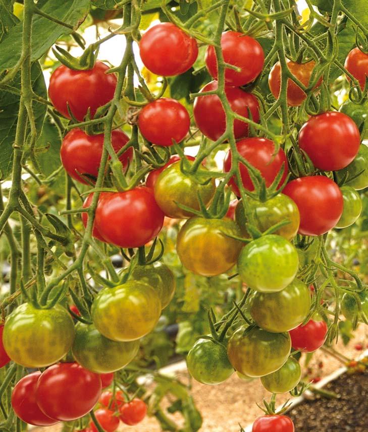 Exotic Fruiting tomato plants are a beautiful sight in the garden no