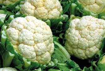 Cauliflower 10. Brocoli 11.