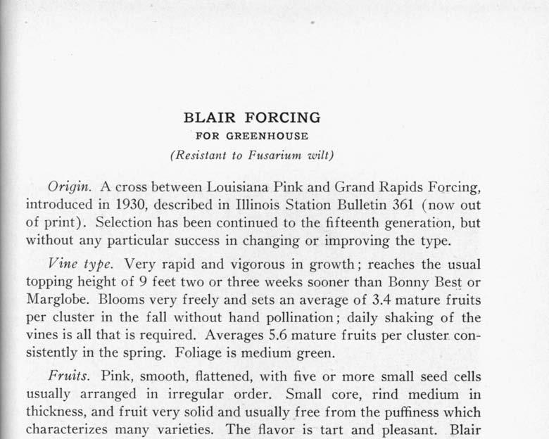 BLAIR FORCING FOR GREENHOUSE (Resistant to Fusarium wilt) Origin.
