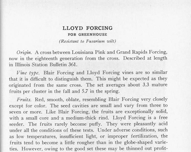 LLOYD FORCING FOR GREENHOUSE (Resistant to Fusarium wilt) Origin. A cross between Louisiana Pink and Grand Rapids Forcing, now in the eighteenth generation from the cross.