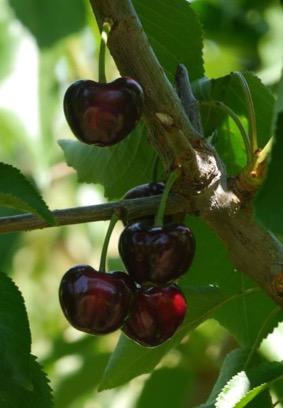 Cornell University Earliest ripening of Pearl series 1 st releases developed for west coast cherry industry (export) > flavor Santina or Tieton Medium strong taste Sweet with nice acid balance Very