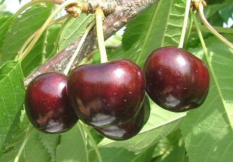 Ebony Pearl Cornell University Ripens with Bing Very large Said to have good resistance to canker Excellent, strong flavor Mostly sweet but nice tang Skin and flesh both dark S 1 S 4 allele Bing,