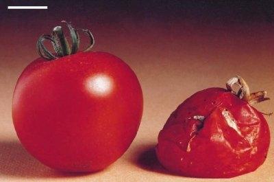 Figure. Genetic manipulation can have a profound effect on ripening.