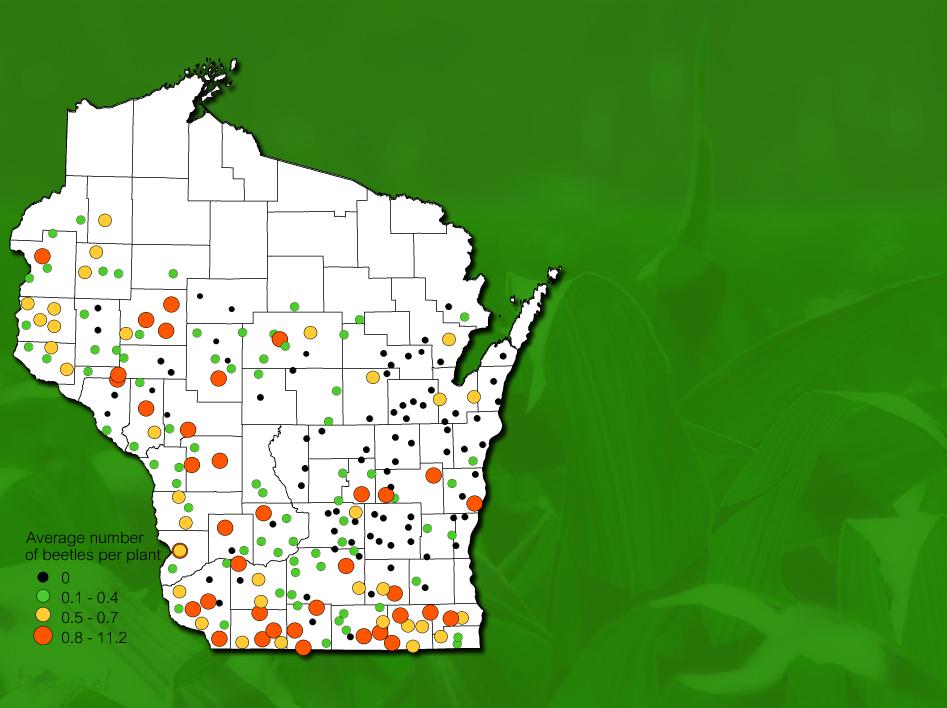 WISCONSIN CORN ROOTWORM PEST SURVEY SURVEY 2014 state average is the lowest since 2010 and 2 nd lowest in survey's history 2014: 0.4 beetle per plant 2013: 0.