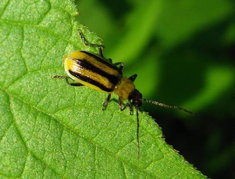 WISCONSIN CORN ROOTWORM PEST OUTLOOK SURVEY 2015 Lower beetle counts in 2014 may indicate lower root damage potential for 2015 Continuous corn in