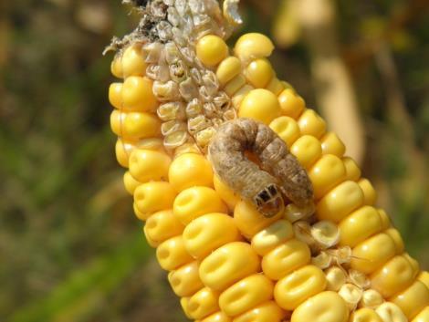 WISCONSIN WBCW OUTLOOK FOR PEST 2015 SURVEY Scouting for egg masses and small larvae at 1,320 gdd