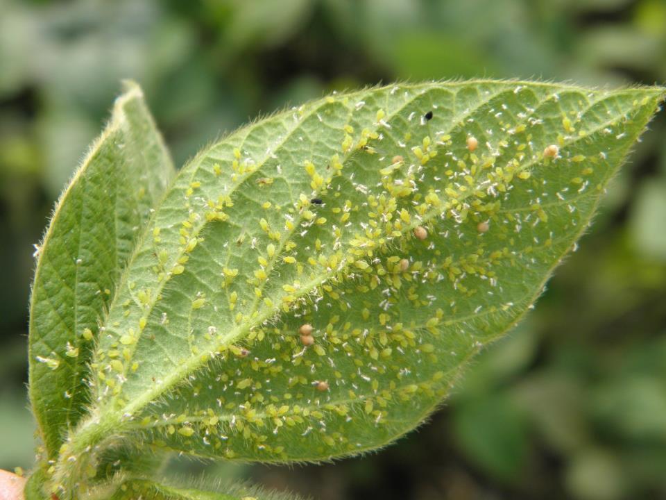 WISCONSIN SOYBEAN APHID PEST