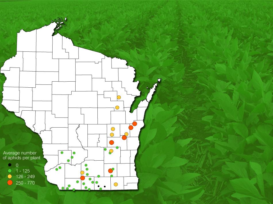 WISCONSIN SOYBEAN APHID SURVEY PEST SURVEY - AUGUST 43 soybean fields resampled from August 18-28 Average density in
