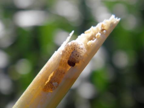 WISCONSIN CORN BORER OUTLOOK PEST FOR SURVEY 2015 Populations in WI and Midwest remain