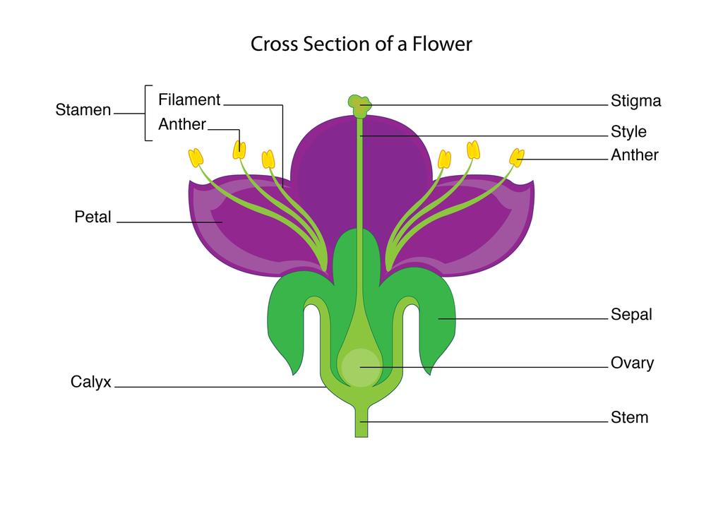 OEB 59 Plants and Human Affairs Plant Anatomy Lab 1: Flowers, Fruits and Seeds Objectives of this lab: 1) Explore the structure and function of flowering plant reproductive organs from flower
