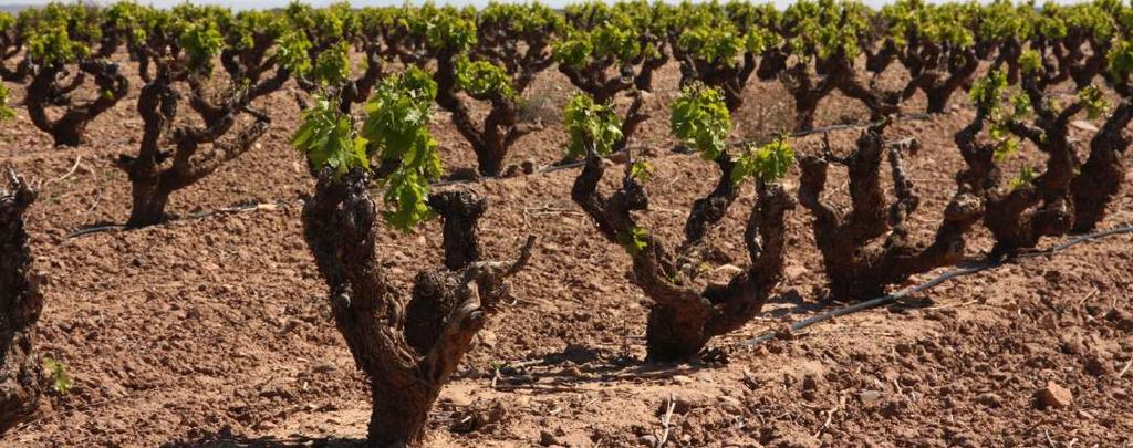 THE VINEYARDS The Pastor Diaz family have been wine growers from their origins, nowadays carefully cultivating over 100 hectares of vines, mainly located in the best plots on the slopes of the