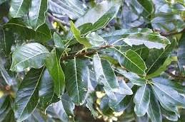 w Shingle Oak leaves have no lobes or teeth.