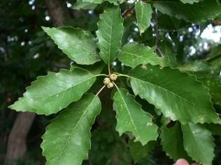 Tree Descriptions (cont d) Chinquapin Oak (Quercus muehlenbergii) 50-80 ft. h 50-60 ft.