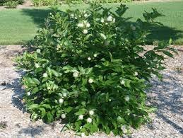 Massing several plants is the best way to use this vase-shaped shrub.