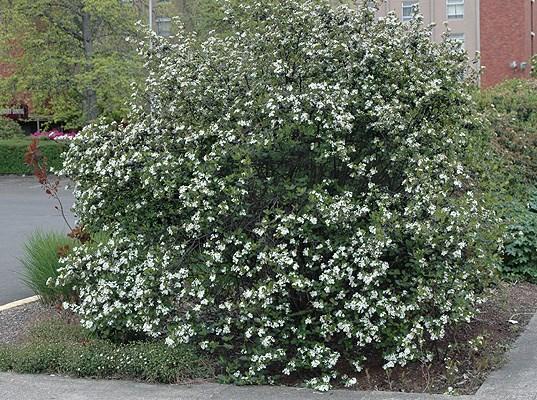 w If you have a wet area in your yard, this shrub will grow in standing water.