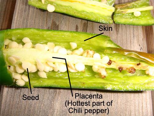 What we know to be FACT The Placenta of the pepper contains