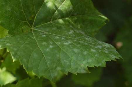 leaf spot -