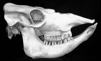 canine molar Lion Cow A lion has long, sharp canine teeth for eating meat. (i) How do canine teeth help the lion to eat meat?