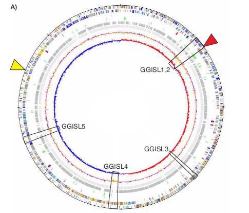 01 Mbp 2944 genes 0 plasmids 331