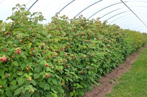 Industry benefits from a Certification Scheme Provide fruit producers and propagators with planting material of a known health standard, vigour and purity Provide a means of preventing the spread of