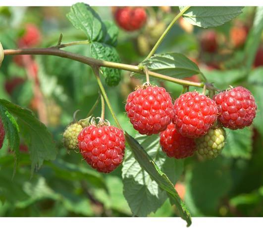 Previous National Scheme Voluntary Only for Fragaria, Ribes and Rubus Based on the EPPO