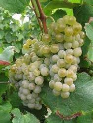 Petit Manseng (vinifera France