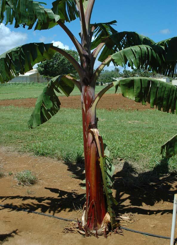 Disease Resistant French Red Plantain (USDA-