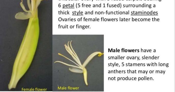 Three types of flowers on inflorescence Female flowers -develop