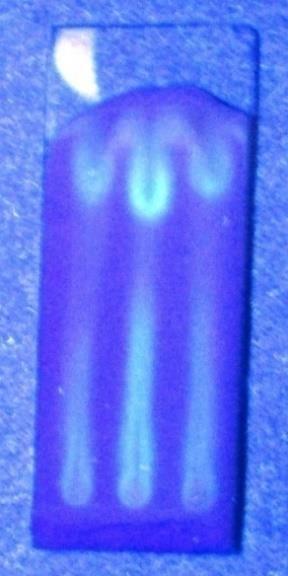 The ethereal layer showing greenish fluorescence under UV light indicates presence of flavonoids.
